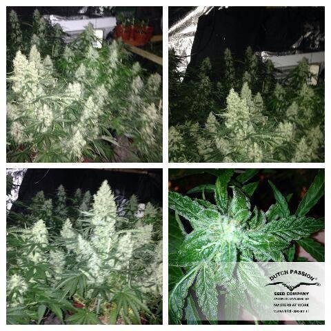 Dutch Passion - Auto Xtreme (auto/fem.)