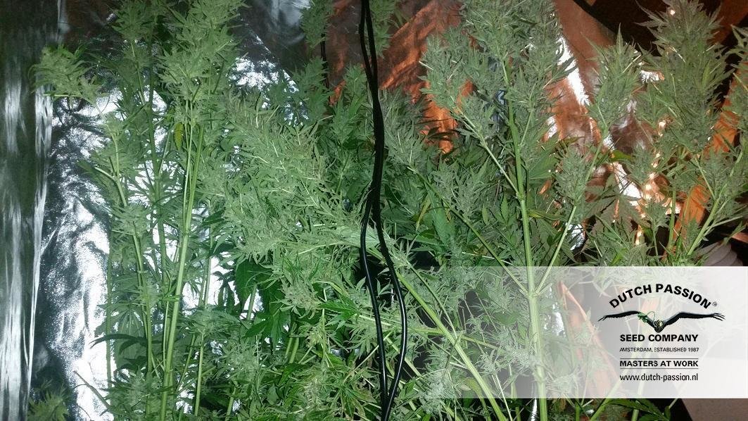 Dutch Passion - Auto Xtreme (auto/fem.)