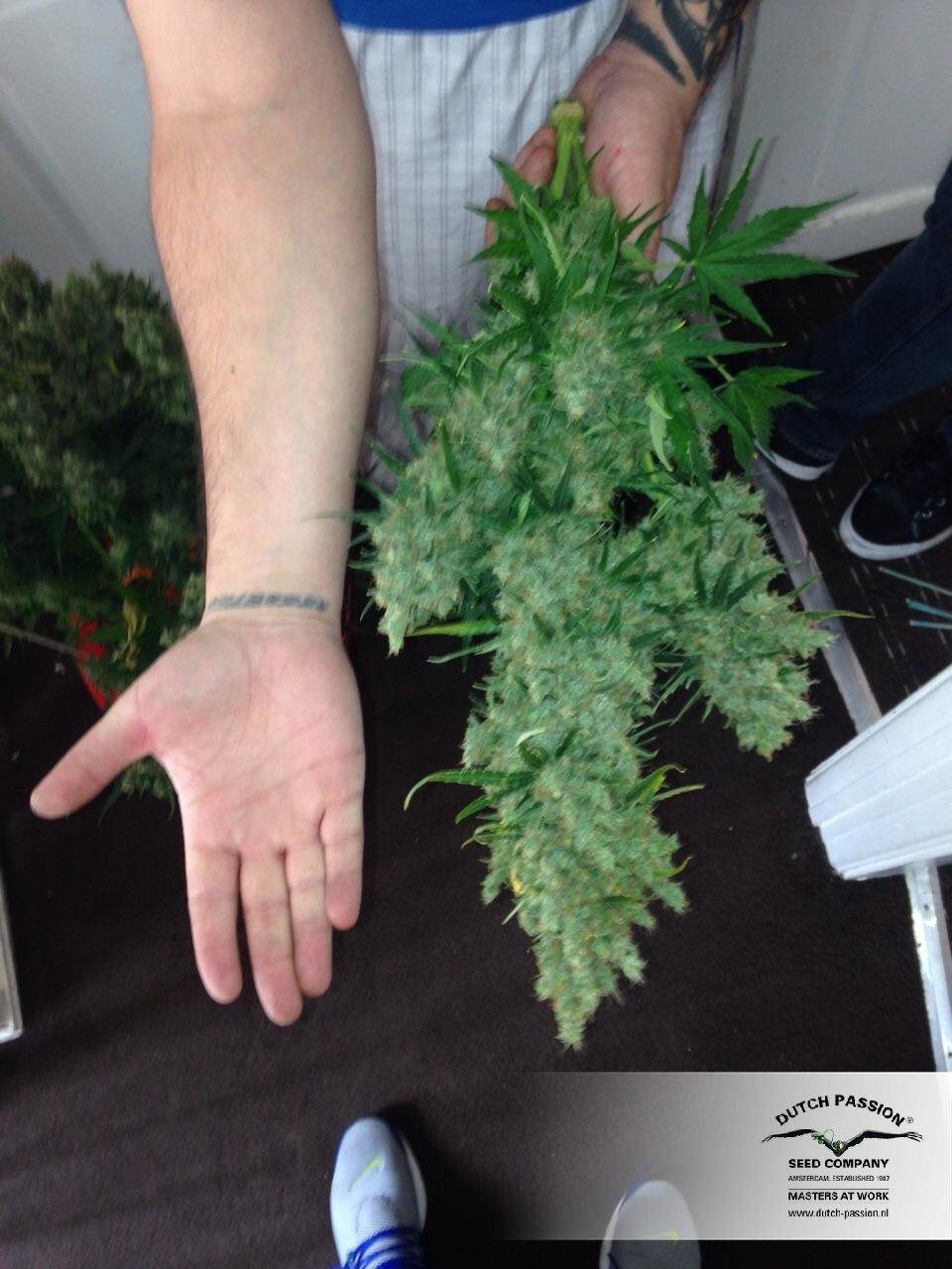 Dutch Passion - Auto Xtreme (auto/fem.)