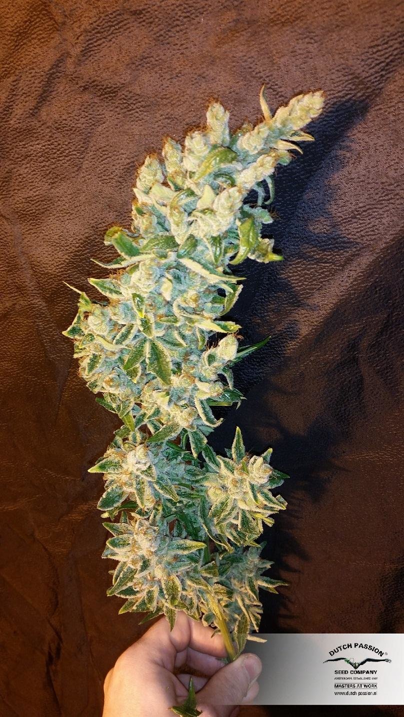 Dutch Passion - Auto Xtreme (auto/fem.)