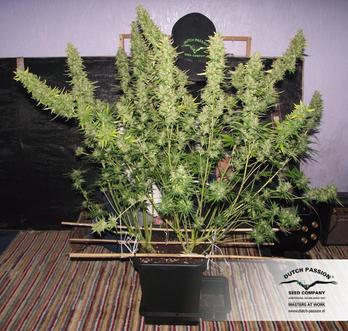 Dutch Passion - Auto Xtreme (auto/fem.)