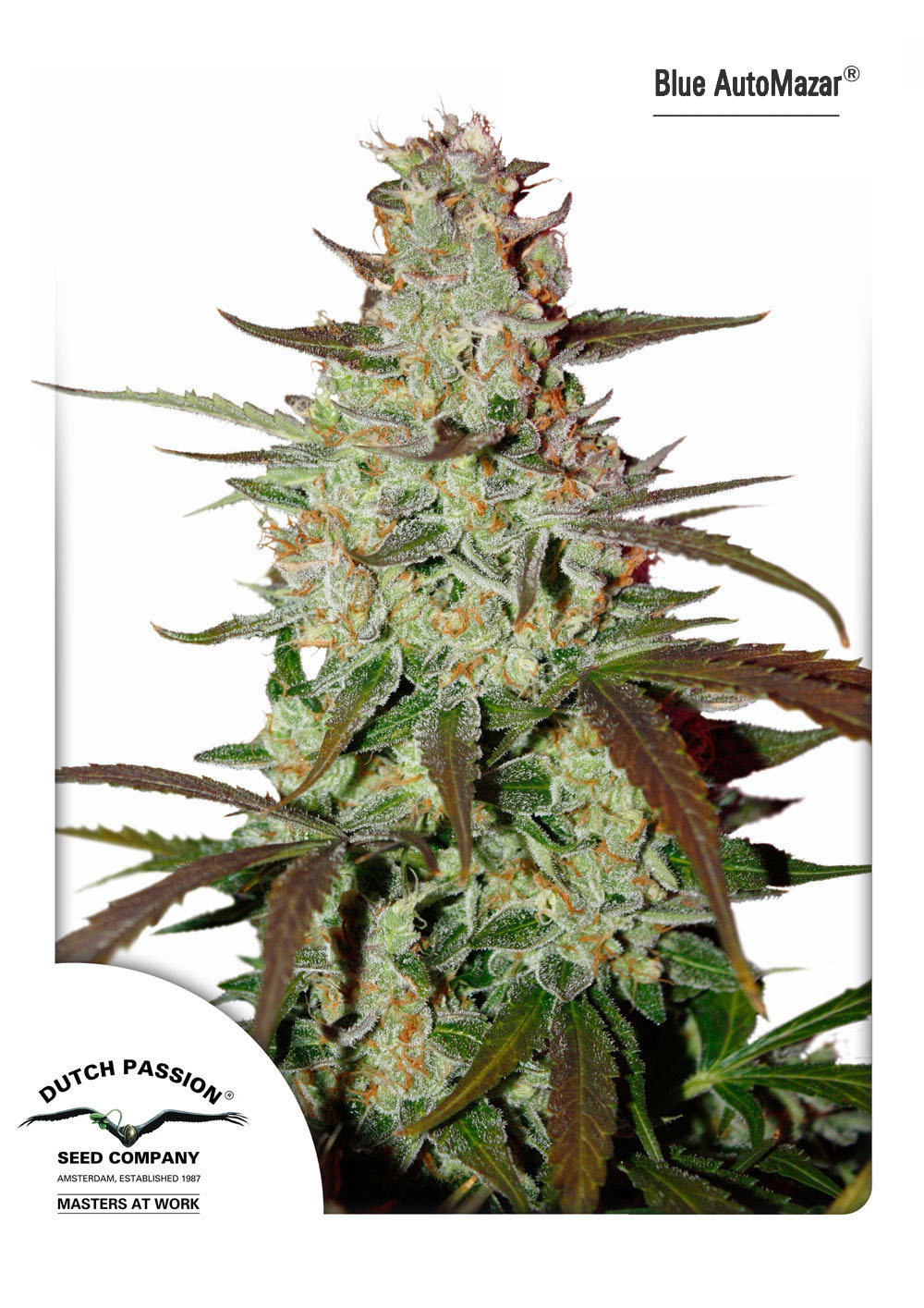 Dutch Passion - Blue Auto Mazar (auto/fem.)