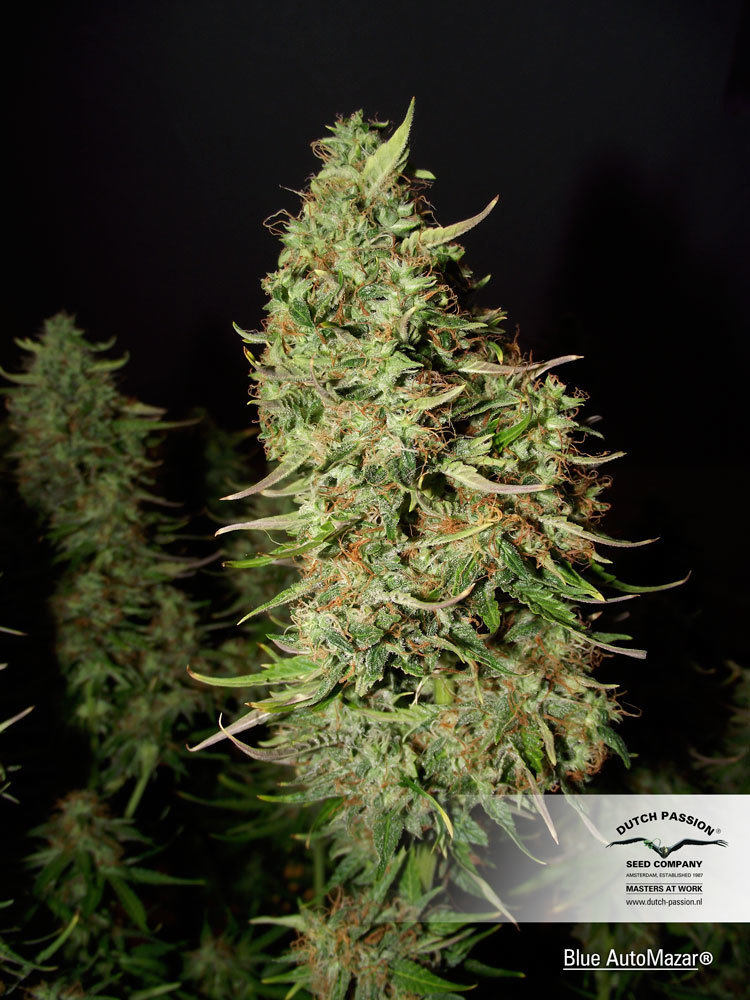 Dutch Passion - Blue Auto Mazar (auto/fem.)