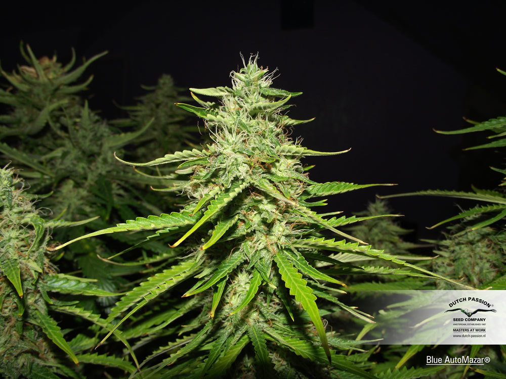 Dutch Passion - Blue Auto Mazar (auto/fem.)