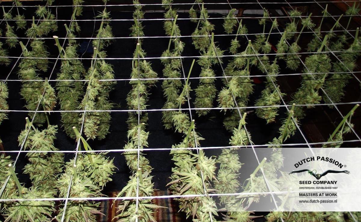 Dutch Passion - Blue Auto Mazar (auto/fem.)