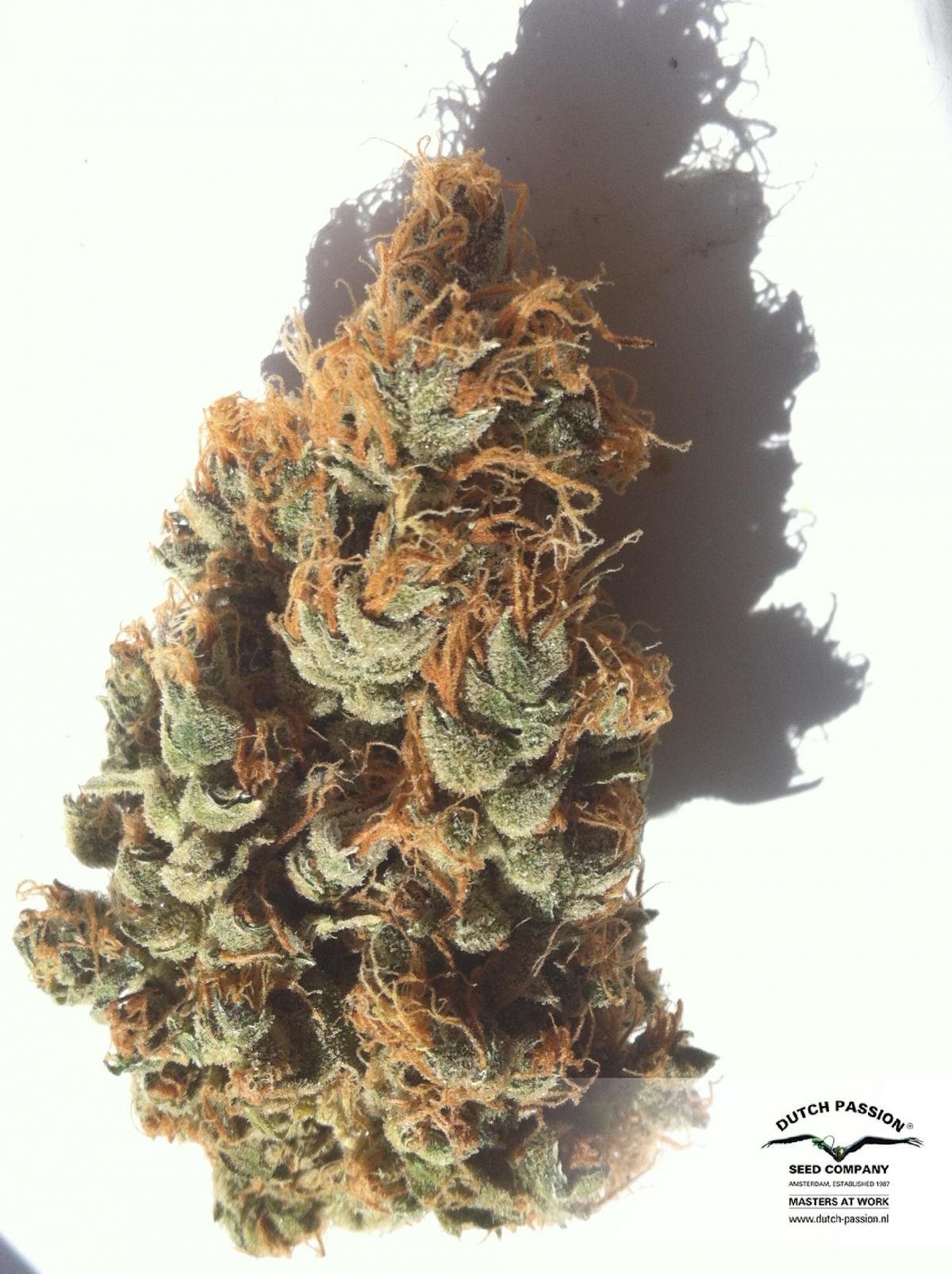 Dutch Passion - Blue Auto Mazar (auto/fem.)