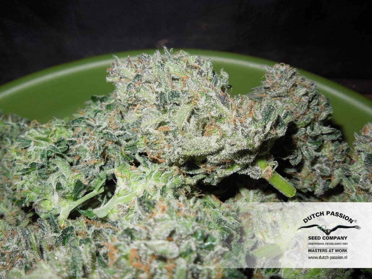 Dutch Passion - Blue Auto Mazar (auto/fem.)