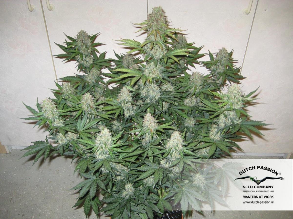 Dutch Passion - Blue Auto Mazar (auto/fem.)