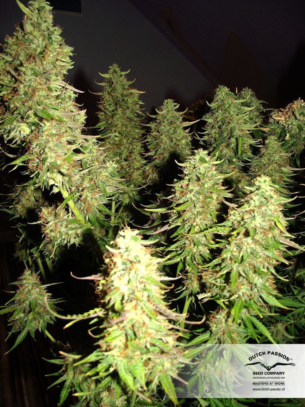 Dutch Passion - Blue Auto Mazar (auto/fem.)