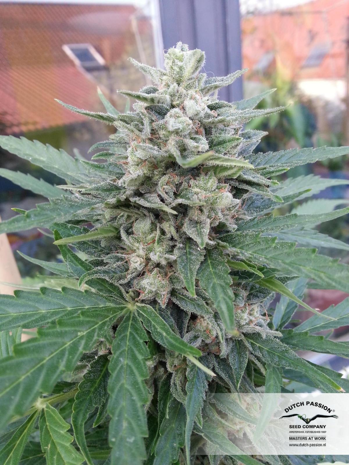 Dutch Passion - Blue Auto Mazar (auto/fem.)