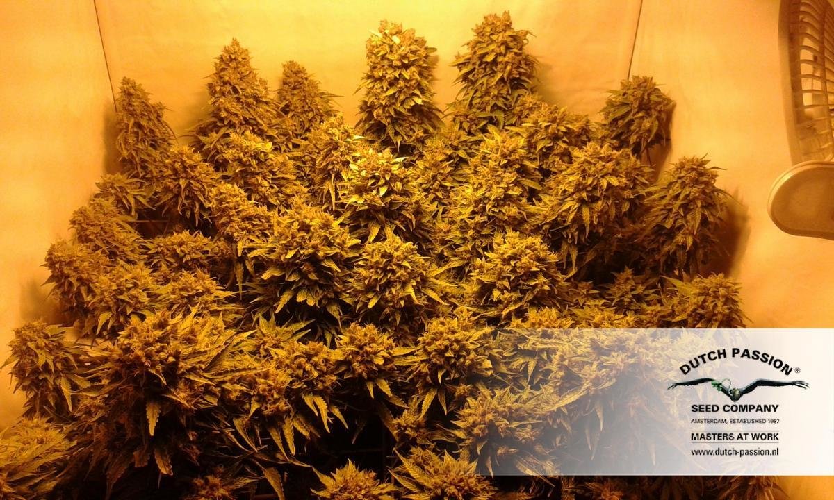 Dutch Passion - Blue Auto Mazar (auto/fem.)