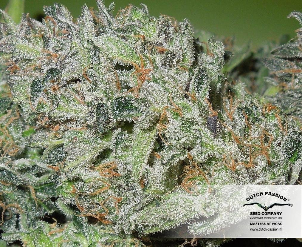Dutch Passion - Blue Auto Mazar (auto/fem.)
