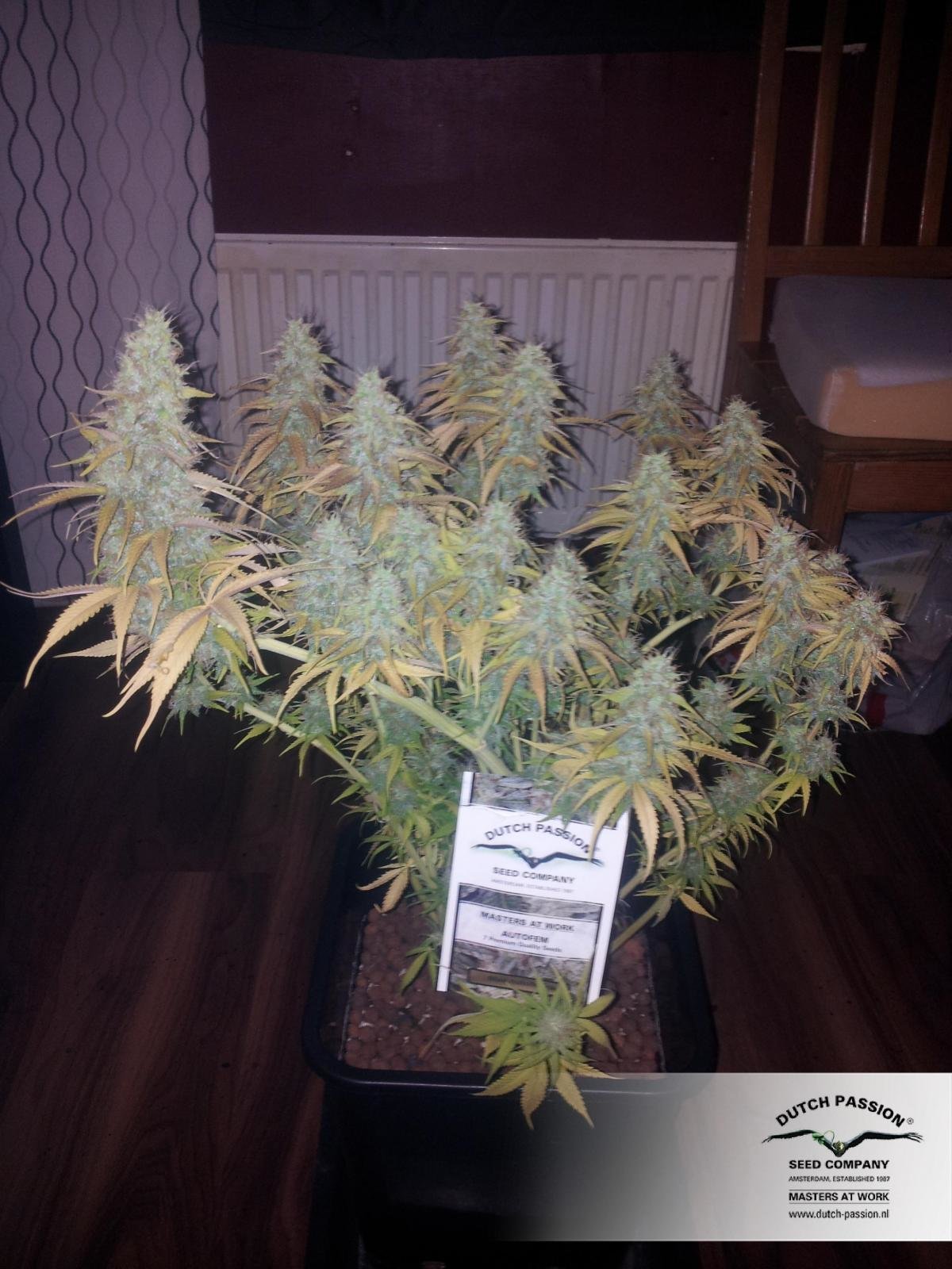 Dutch Passion - Blue Auto Mazar (auto/fem.)