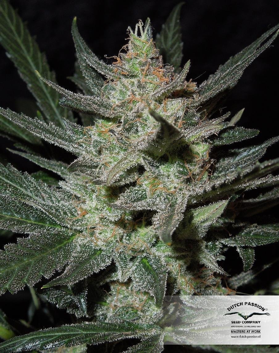 Dutch Passion - Blue Auto Mazar (auto/fem.)