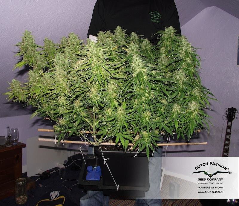 Dutch Passion - Blue Auto Mazar (auto/fem.)