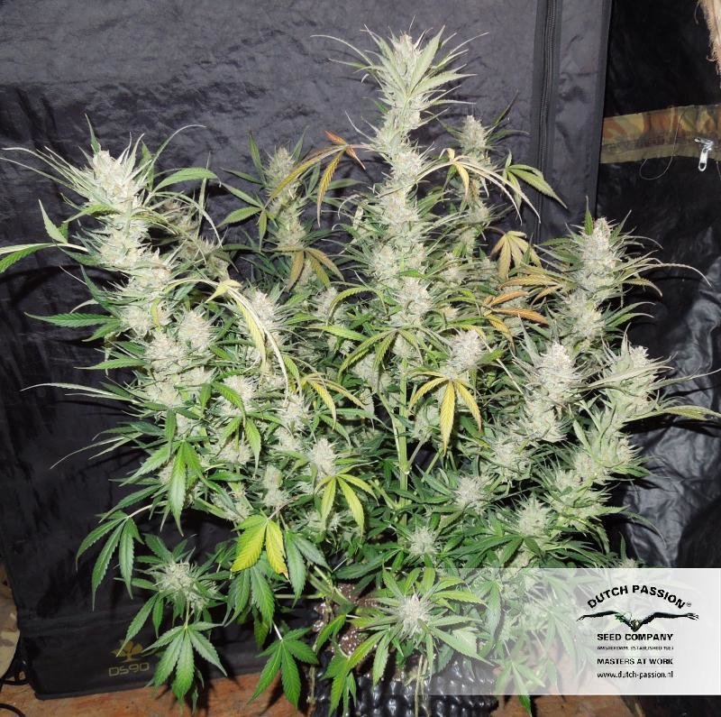 Dutch Passion - Blue Auto Mazar (auto/fem.)