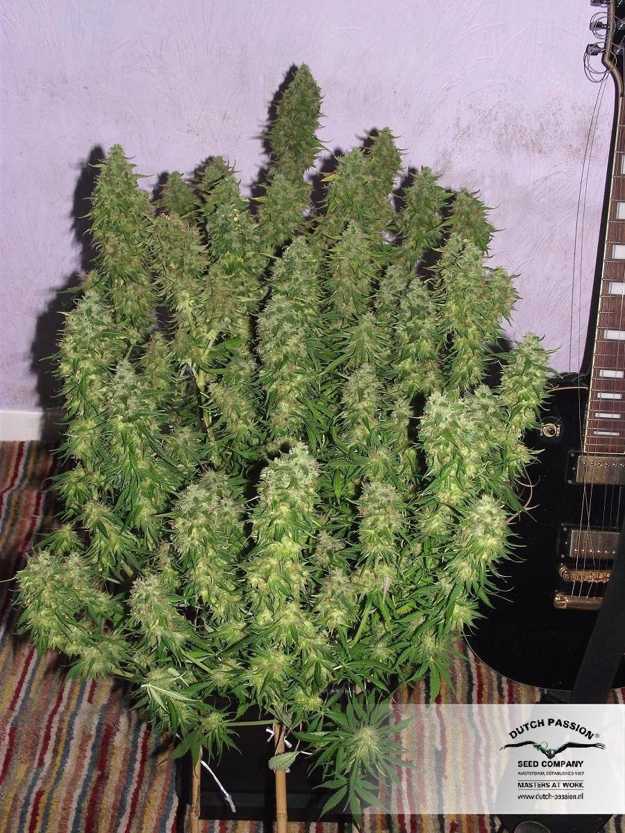 Dutch Passion - Blue Auto Mazar (auto/fem.)