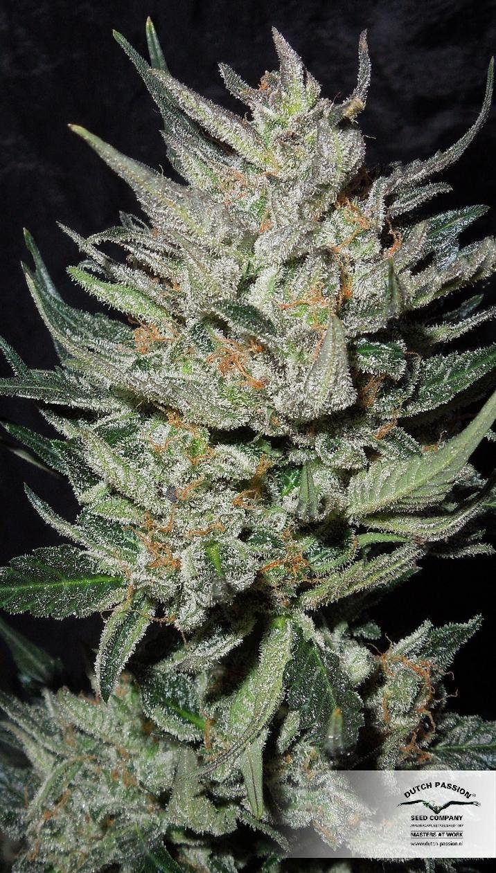 Dutch Passion - Blue Auto Mazar (auto/fem.)