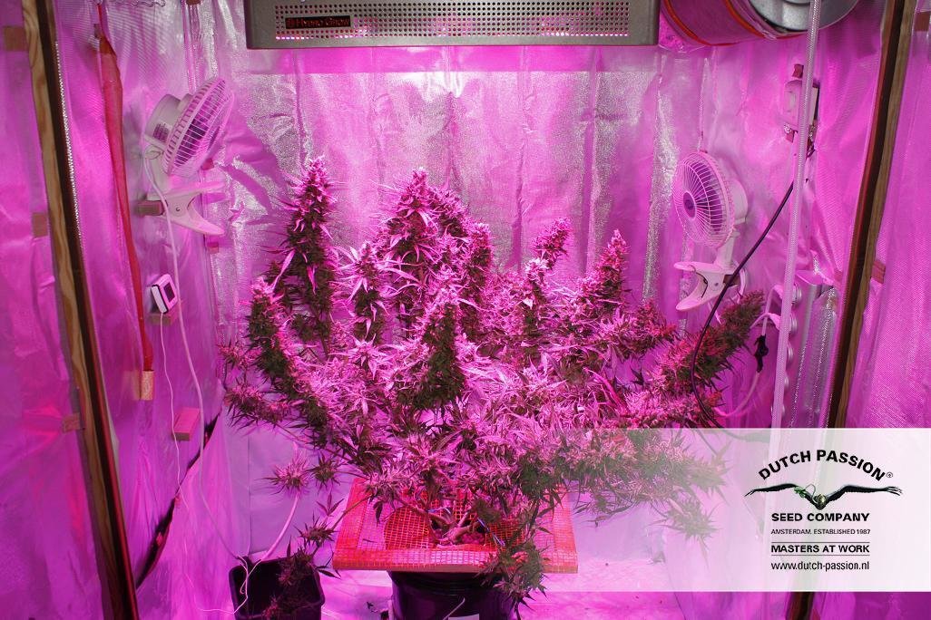 Dutch Passion - Blue Auto Mazar (auto/fem.)