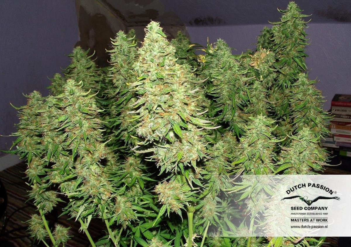Dutch Passion - Blue Auto Mazar (auto/fem.)