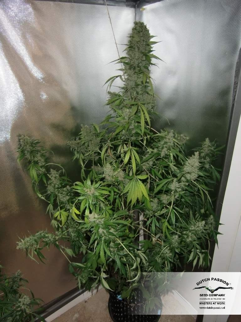 Dutch Passion - Blue Auto Mazar (auto/fem.)
