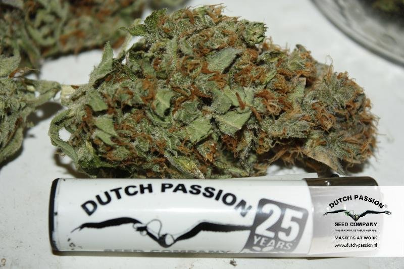 Dutch Passion - Blue Auto Mazar (auto/fem.)