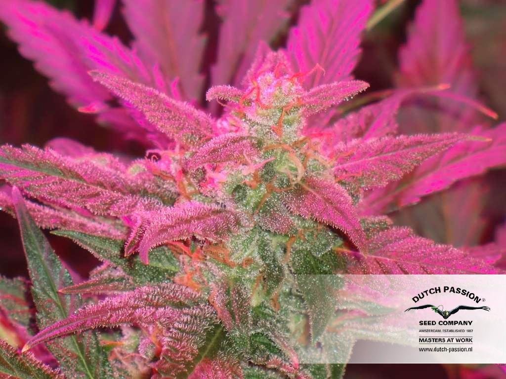 Dutch Passion - Blue Auto Mazar (auto/fem.)