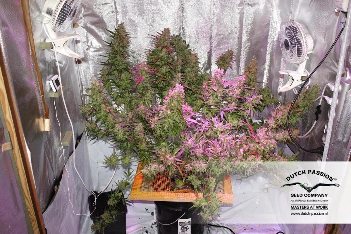 Dutch Passion - Blue Auto Mazar (auto/fem.)