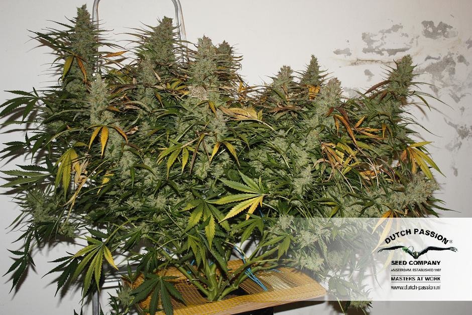 Dutch Passion - Blue Auto Mazar (auto/fem.)