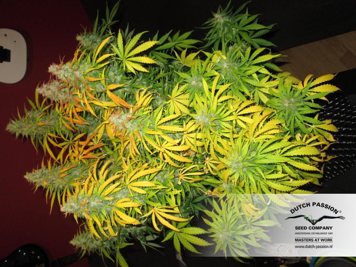 Dutch Passion - Blue Auto Mazar (auto/fem.)