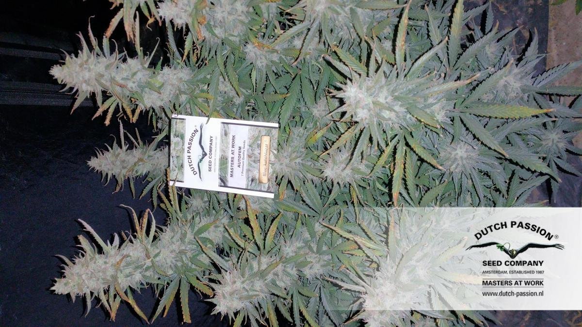 Dutch Passion - Blue Auto Mazar (auto/fem.)