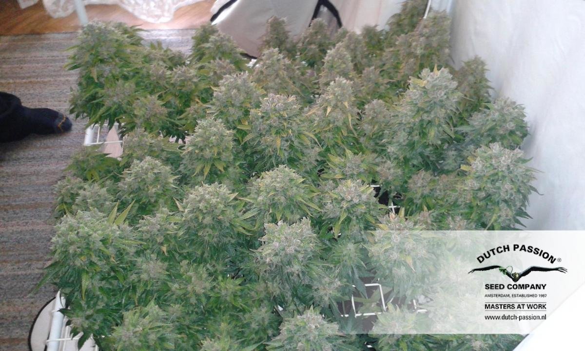 Dutch Passion - Blue Auto Mazar (auto/fem.)