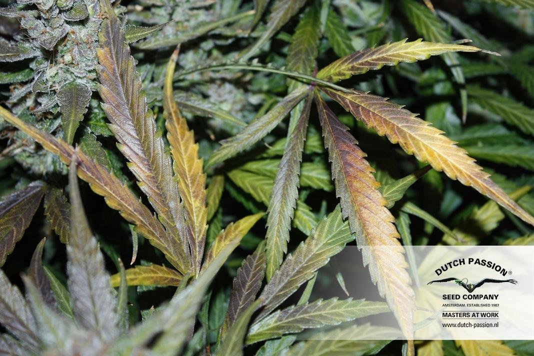 Dutch Passion - Blue Auto Mazar (auto/fem.)