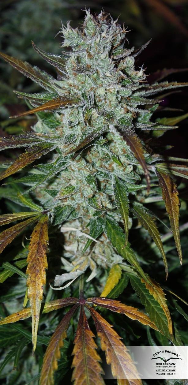 Dutch Passion - Blue Auto Mazar (auto/fem.)