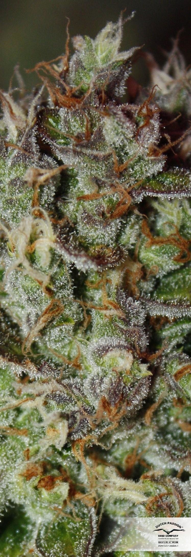 Dutch Passion - Blue Auto Mazar (auto/fem.)