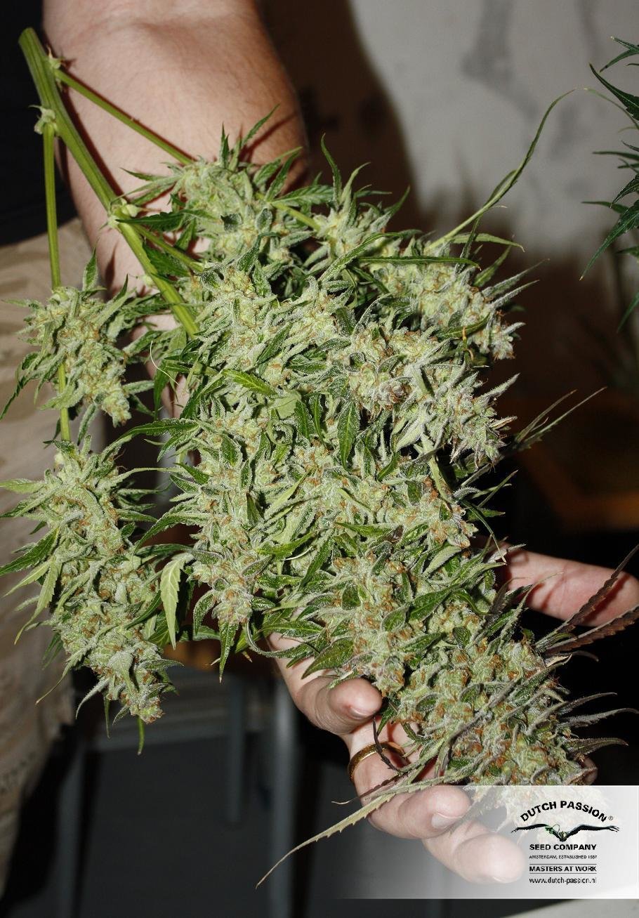 Dutch Passion - Blue Auto Mazar (auto/fem.)