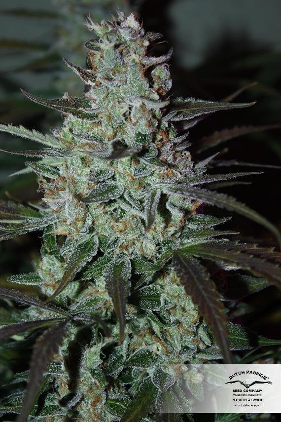 Dutch Passion - Blue Auto Mazar (auto/fem.)