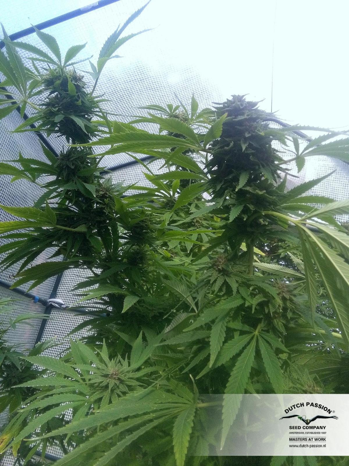 Dutch Passion - Blue Auto Mazar (auto/fem.)