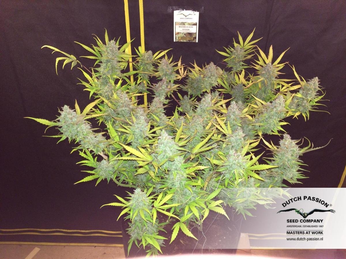 Dutch Passion - Blue Auto Mazar (auto/fem.)
