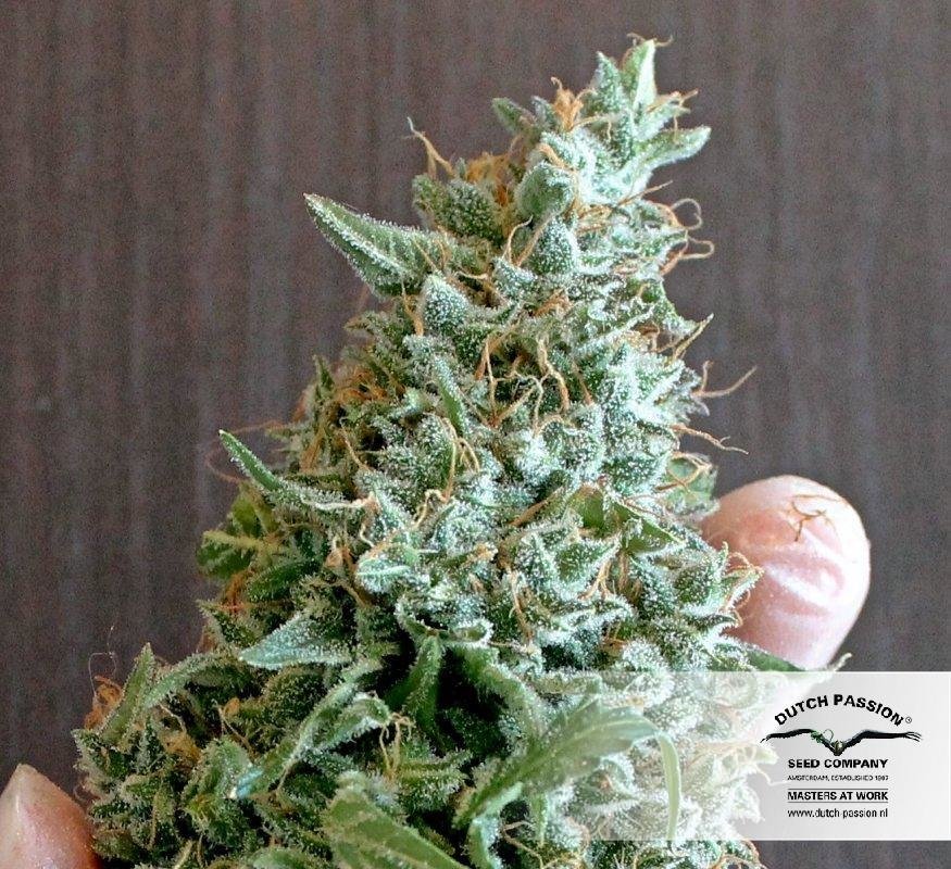 Dutch Passion - Blue Auto Mazar (auto/fem.)