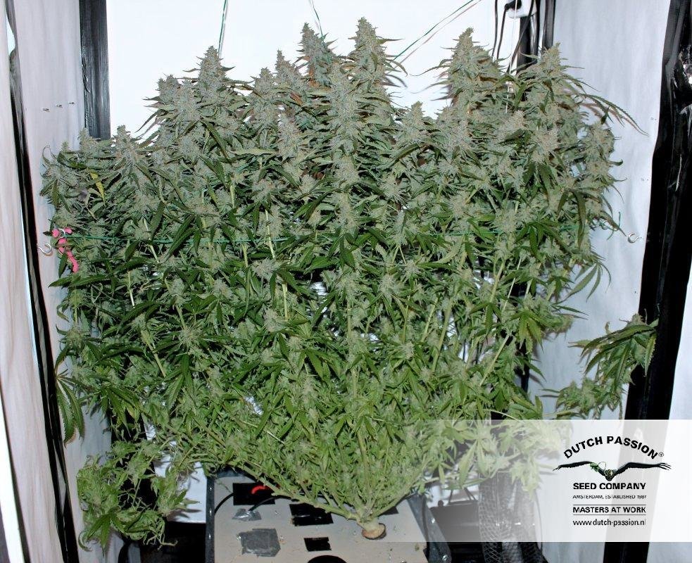Dutch Passion - Blue Auto Mazar (auto/fem.)