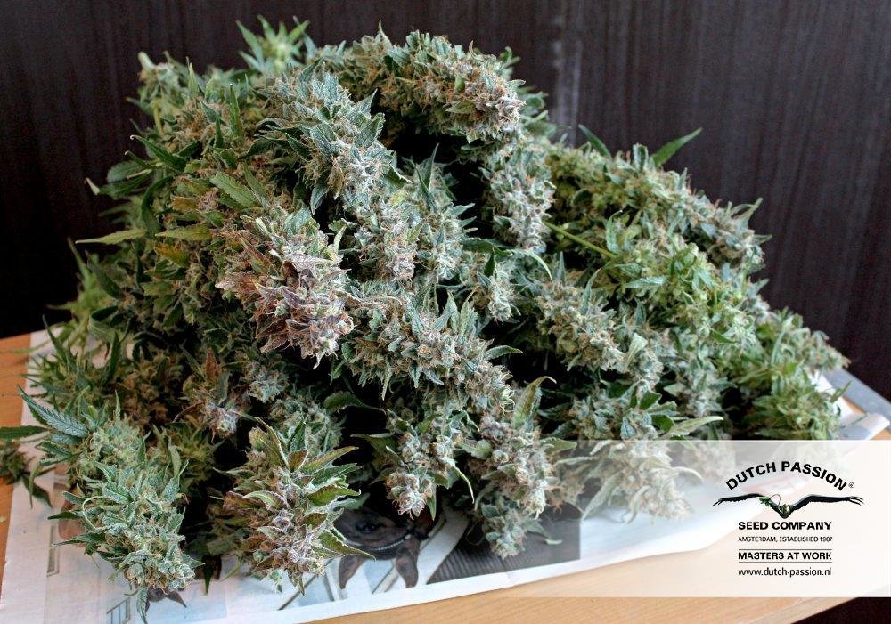 Dutch Passion - Blue Auto Mazar (auto/fem.)