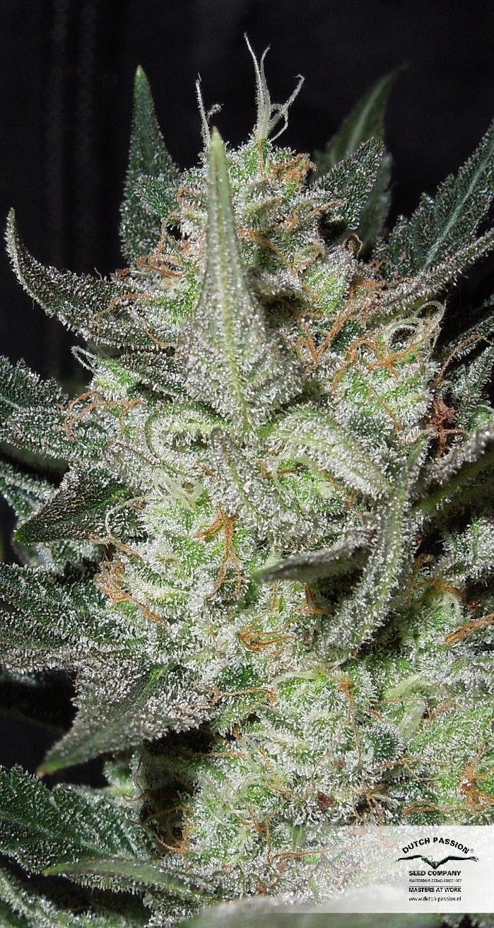 Dutch Passion - Blue Auto Mazar (auto/fem.)