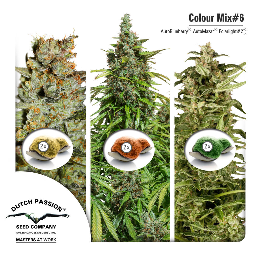 Dutch Passion - Colour Mix 6 (auto/fem.)