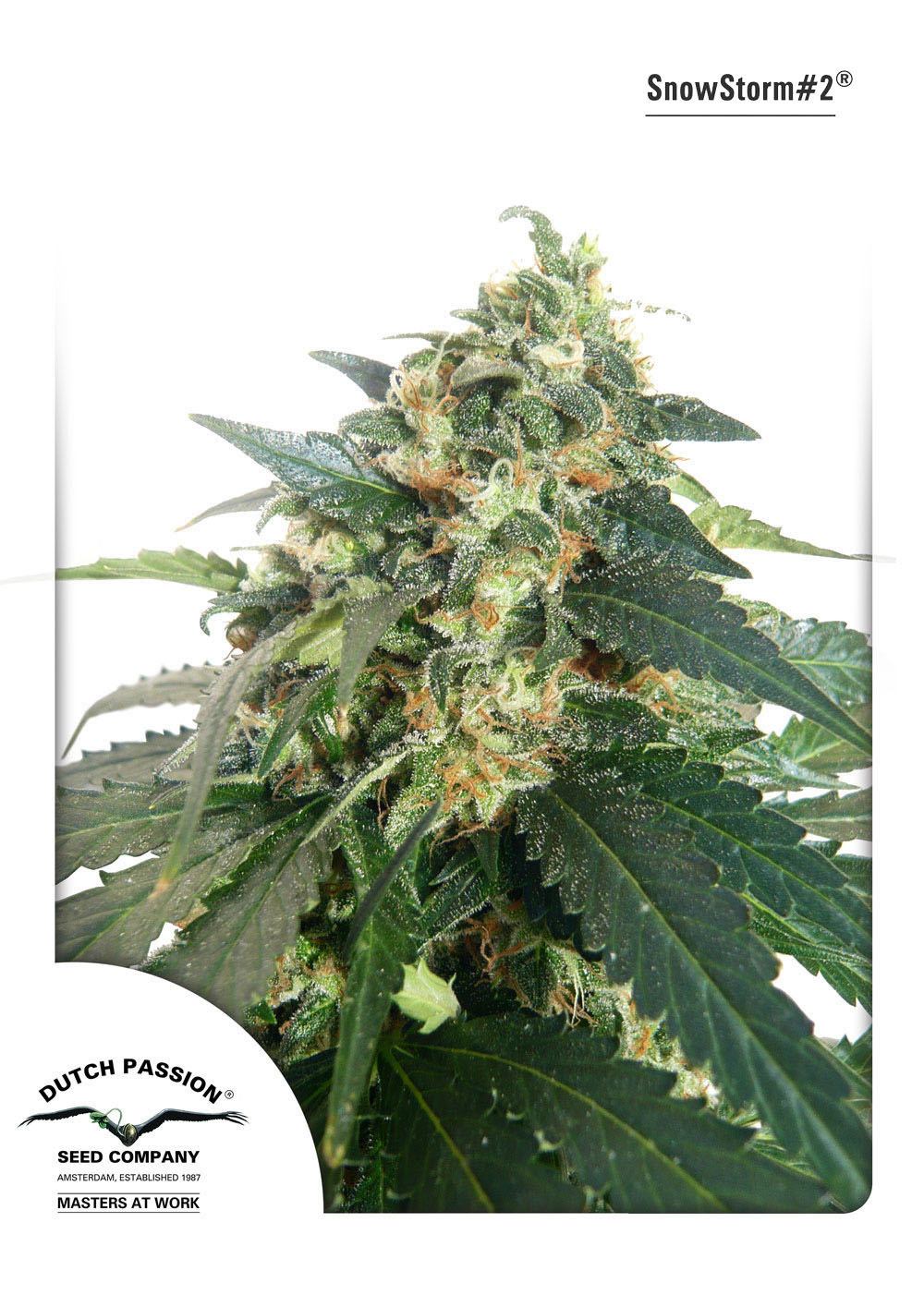 Dutch Passion - SnowStorm #2 ® (auto/fem.)