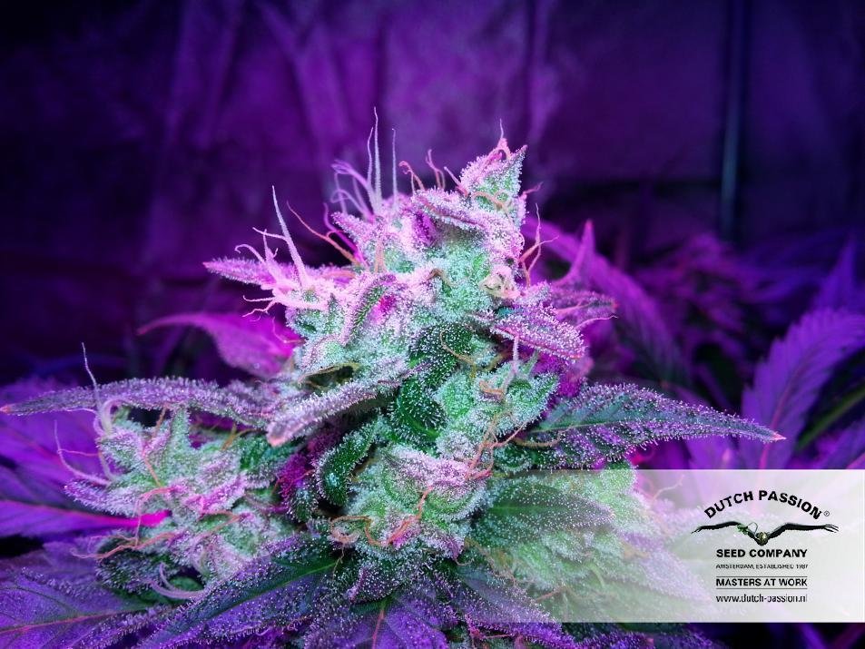 Dutch Passion - SnowStorm #2 ® (auto/fem.)