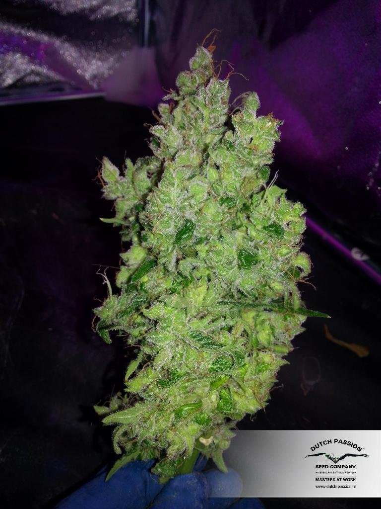 Dutch Passion - SnowStorm #2 ® (auto/fem.)