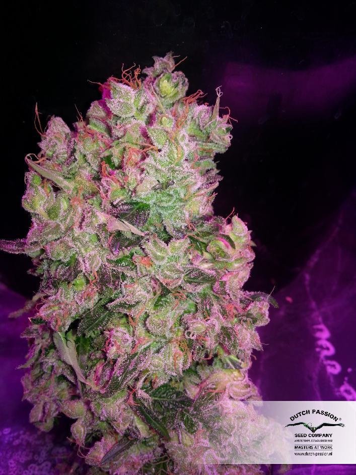 Dutch Passion - SnowStorm #2 ® (auto/fem.)