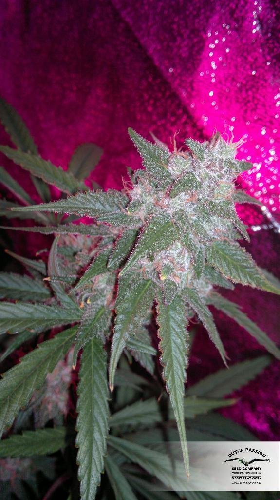 Dutch Passion - SnowStorm #2 ® (auto/fem.)