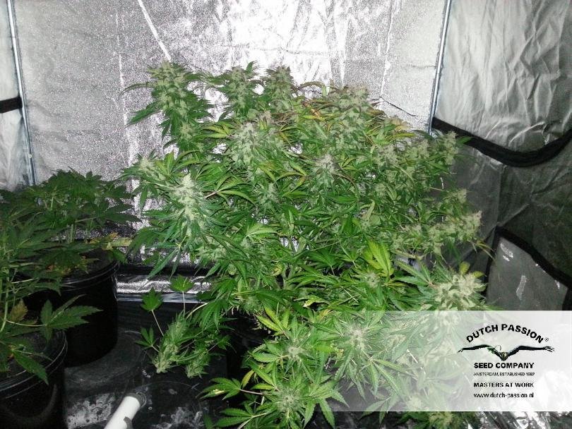 Dutch Passion - SnowStorm #2 ® (auto/fem.)